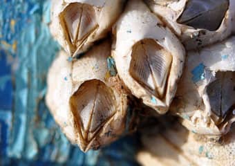 Picture of barnacles that can be dangerous cutting skin or add too much weight to dock overloading weight limit of pontoons